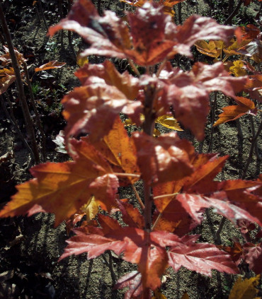 Sorbus Torminalis / Alisier
