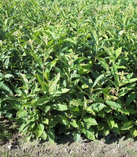 Castanea Sativa Origine Forestière / Chataignier Commun