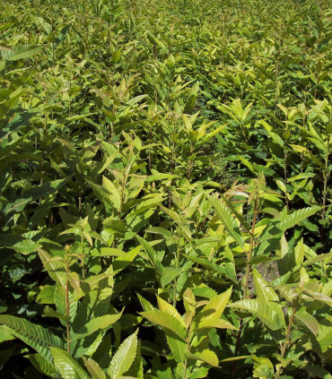 Castanea Sativa Origine Forestière / Chataignier Commun