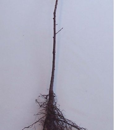 Quercus Robur Origine Forestière  / Chene Pedoncule, Commun