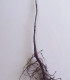 Quercus Rubra Origine Forestière  / Chene Rouge