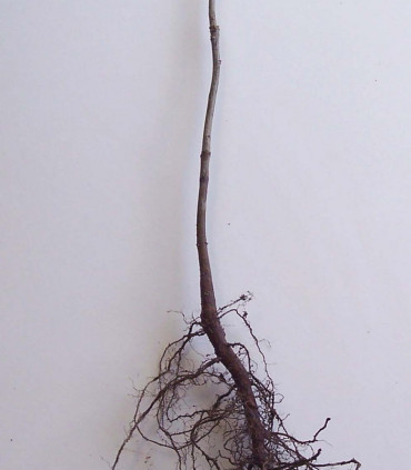 Quercus Rubra Origine Forestière  / Chene Rouge
