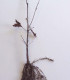Quercus Petraea Origine Forestière / Chene Rouvre, Sessile