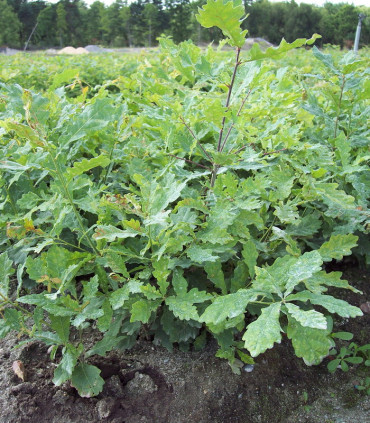 Quercus Petraea Origine Forestière / Chene Rouvre, Sessile
