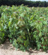 Acer Pseudoplatanus / Erable Sycomore