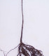 Acer Pseudoplatanus / Erable Sycomore