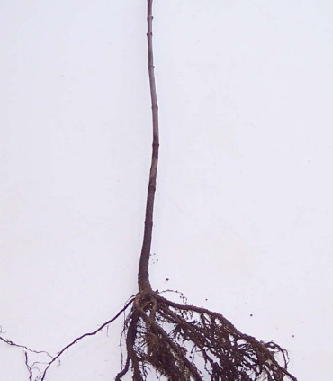 Acer Pseudoplatanus / Erable Sycomore