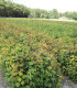 Acer Pseudoplatanus / Erable Sycomore