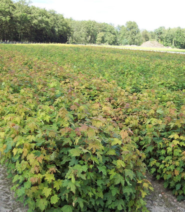 Acer Pseudoplatanus / Erable Sycomore