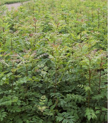 Fraxinus Excelsior / Frene Commun