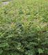 Fraxinus Excelsior / Frene Commun