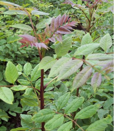 Fraxinus Excelsior / Frene Commun