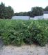 Fraxinus Excelsior / Frene Commun