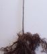 Fraxinus Excelsior / Frene Commun