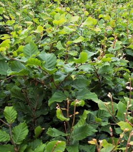 Fagus Sylvatica Origine Forestière / Hetre Commun