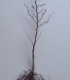 Fagus Sylvatica Origine Forestière / Hetre Commun