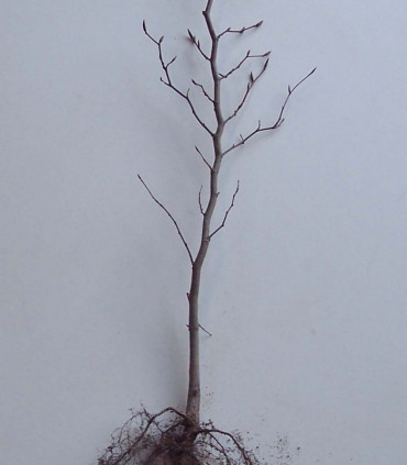 Fagus Sylvatica Origine Forestière / Hetre Commun
