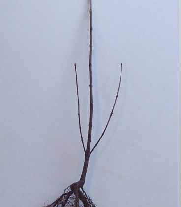 Prunus Avium Origine Non Sélectionnée / Merisier