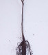 Juglans Regia / Noyer Commum