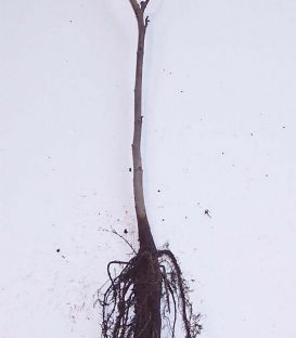 Juglans Regia / Noyer Commum