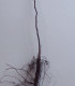 Juglans Hybride Origine Forestière / Noyer Hybride