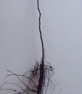 Juglans Hybride Origine Forestière / Noyer Hybride