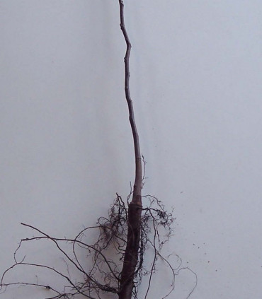 Juglans Hybride Origine Forestière / Noyer Hybride