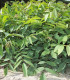 Juglans Nigra / Noyer Noir D'Amerique