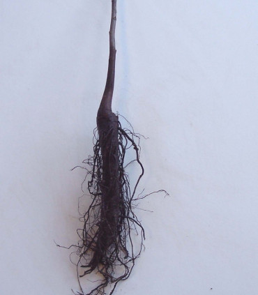 Juglans Nigra / Noyer Noir D'Amerique