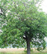 Juglans Regia / Noyer Commum