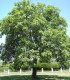 Juglans Regia / Noyer Commum