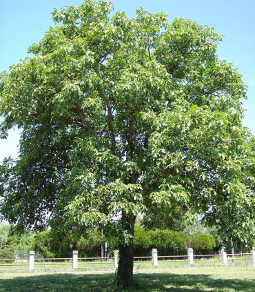 Juglans Regia / Noyer Commum