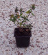 Abelia Grandiflora