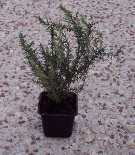 Ulex Europaeus / Ajonc