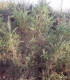 Ulex Europaeus / Ajonc