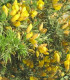 Ulex Europaeus / Ajonc