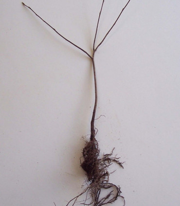Amelanchier Lamarckii
