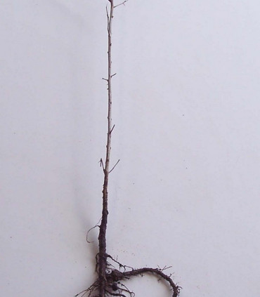 Hippophae Rhamnoides / Argousier