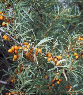 Hippophae Rhamnoides / Argousier