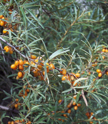 Hippophae Rhamnoides / Argousier