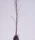 Alnus Cordata / Aulne à feuilles En Coeur