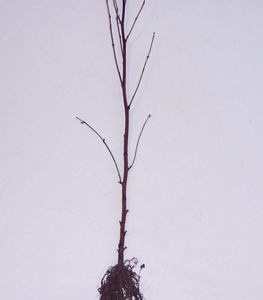 Alnus Cordata / Aulne à feuilles En Coeur