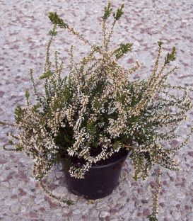Erica / Calluna Été Blanche / Bruyere D'Ete Blanc