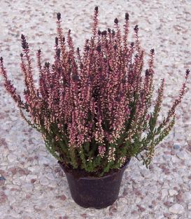 Erica / Calluna Été Rouge / Bruyere D'Ete Rouge