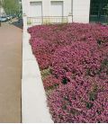 Erica / Calluna Été Rouge / Bruyere D'Ete Rouge
