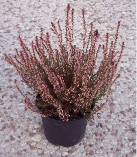 Erica / Calluna Été Rose / Bruyere D'Ete Rose