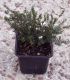 Erica / Calluna Hiver Blanche / Bruyere D'Hiver Blanche
