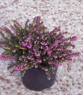 Erica / Calluna Hiver Rouge / Bruyere D'Hiver Rouge