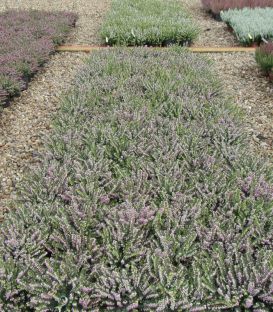 Erica / Calluna Hiver Blanche / Bruyere D'Hiver Blanche