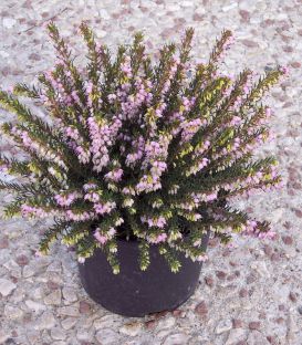 Erica / Calluna Hiver Rose / Bruyere D'Hiver Rose